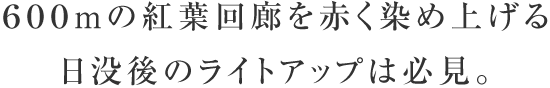 600mの紅葉回廊を赤く染め上げる日没後のライトアップは必見。