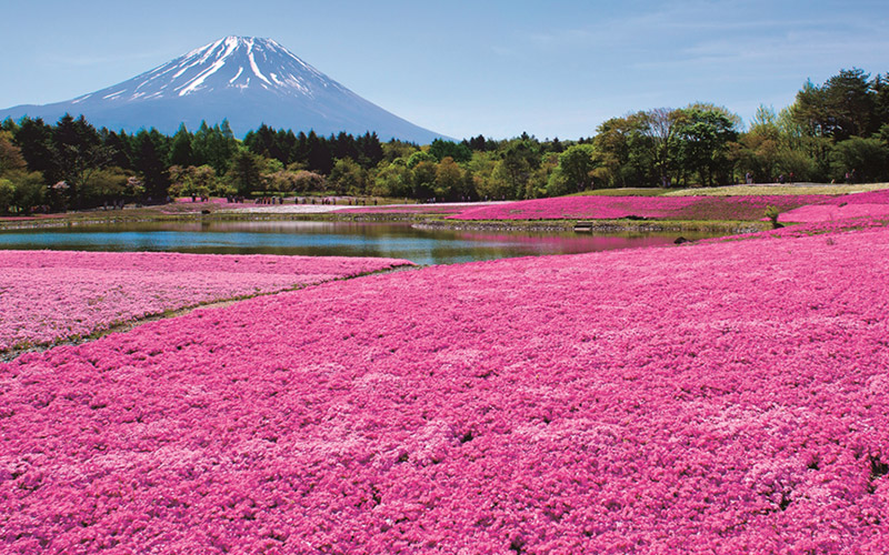 富士芝桜まつり